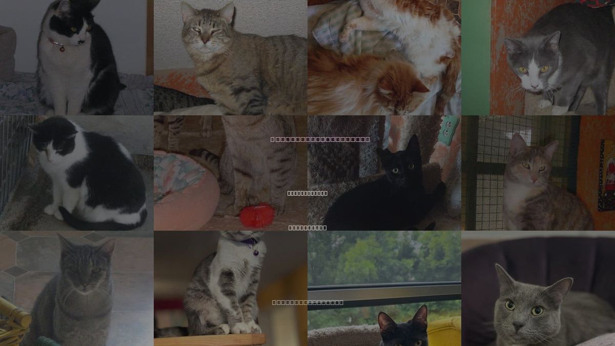 Cats for Adoption in Sherman Oaks, California