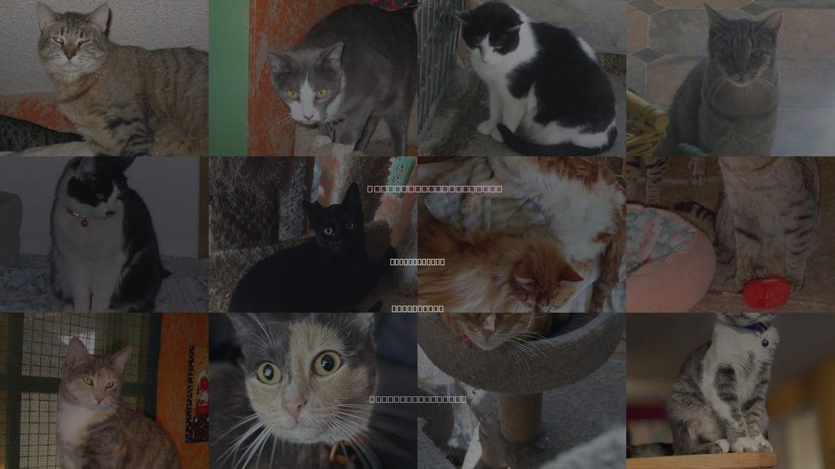 Cats for Adoption in Sherman Oaks, California