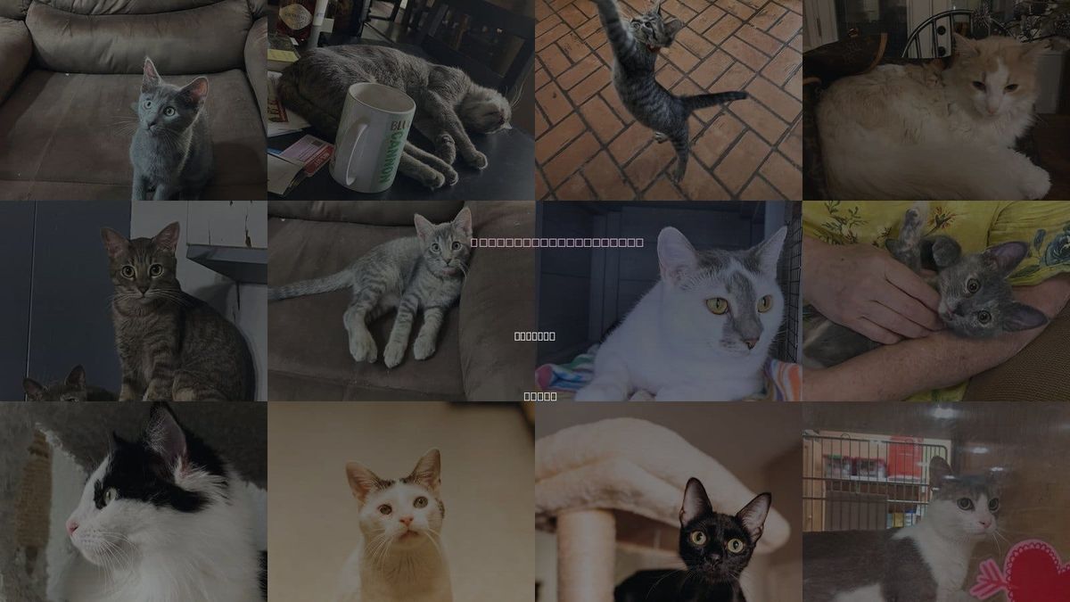 Cats for Adoption in Sherman, Texas