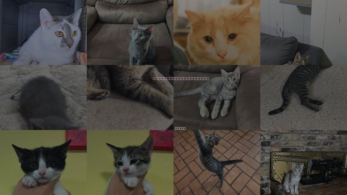 Cats for Adoption in Sherman, Texas