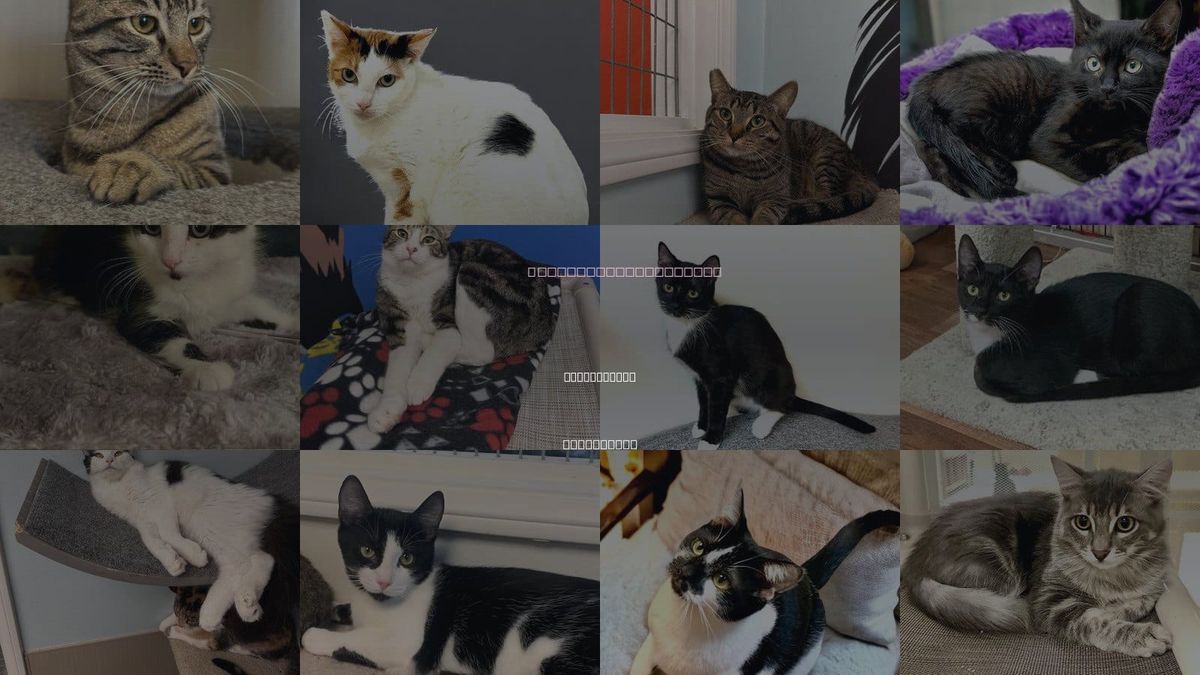 Cats for Adoption in Simi Valley, California