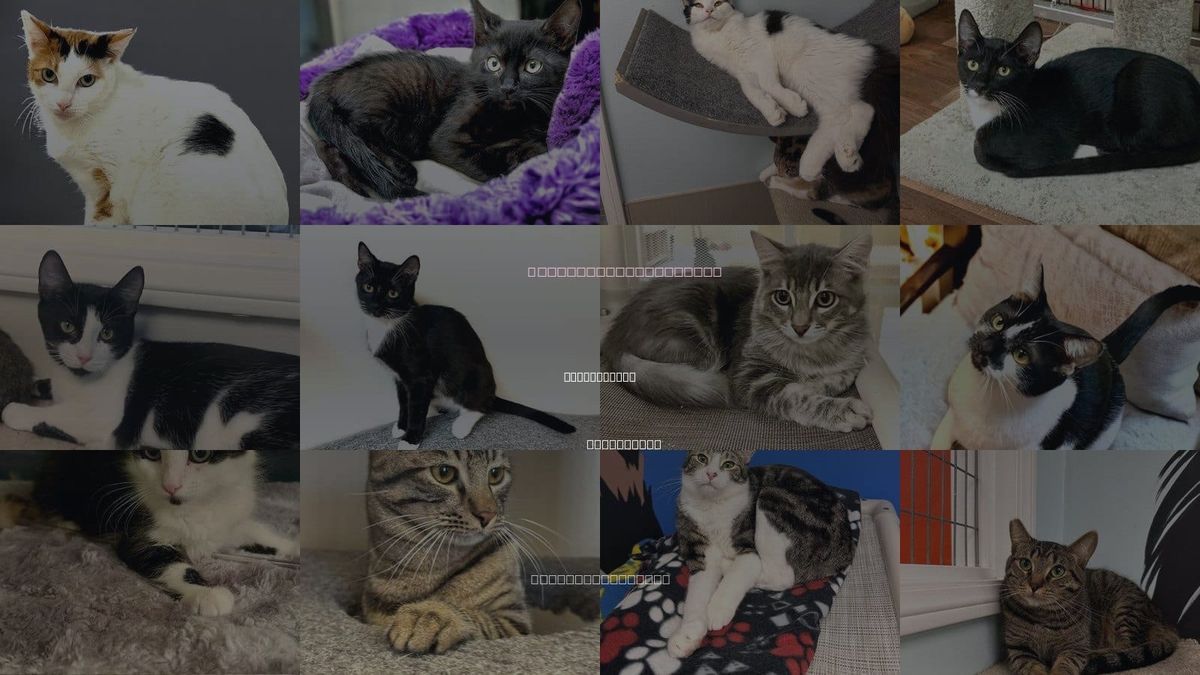 Cats for Adoption in Simi Valley, California