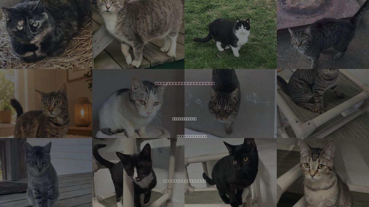 Cats for Adoption in Sistersville, West Virginia