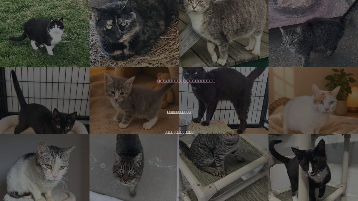 Cats for Adoption in Sistersville, West Virginia