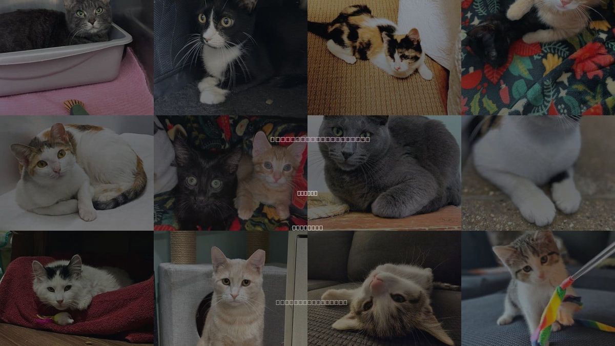 Cats for Adoption in Skokie, Illinois