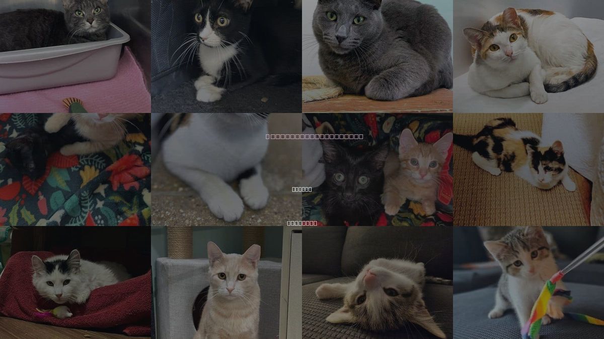 Cats for Adoption in Skokie, Illinois