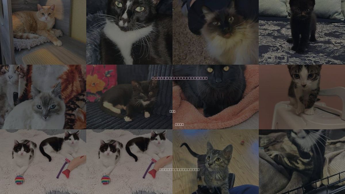 Cats for Adoption in Slc, Utah