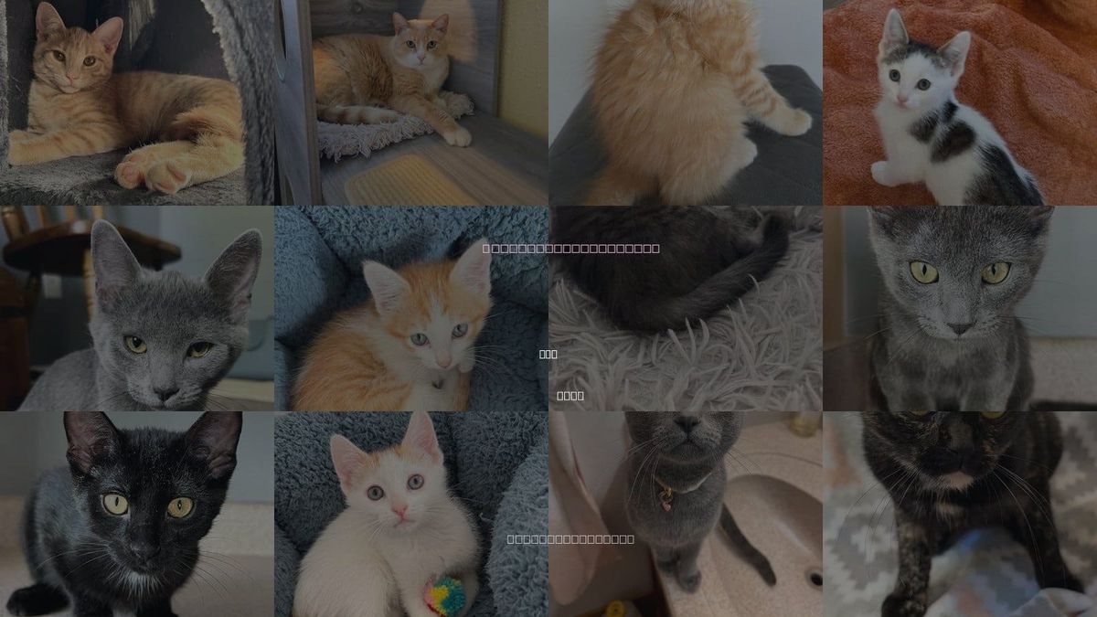 Cats for Adoption in Slc, Utah