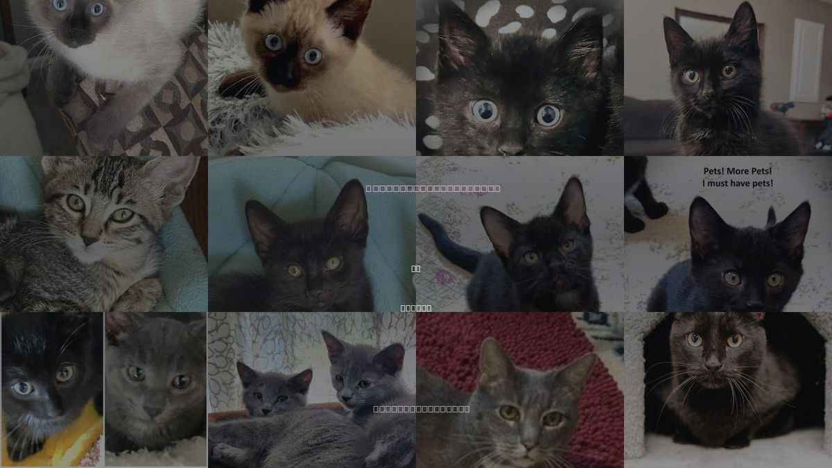 Cats for Adoption in Sm, Kansas