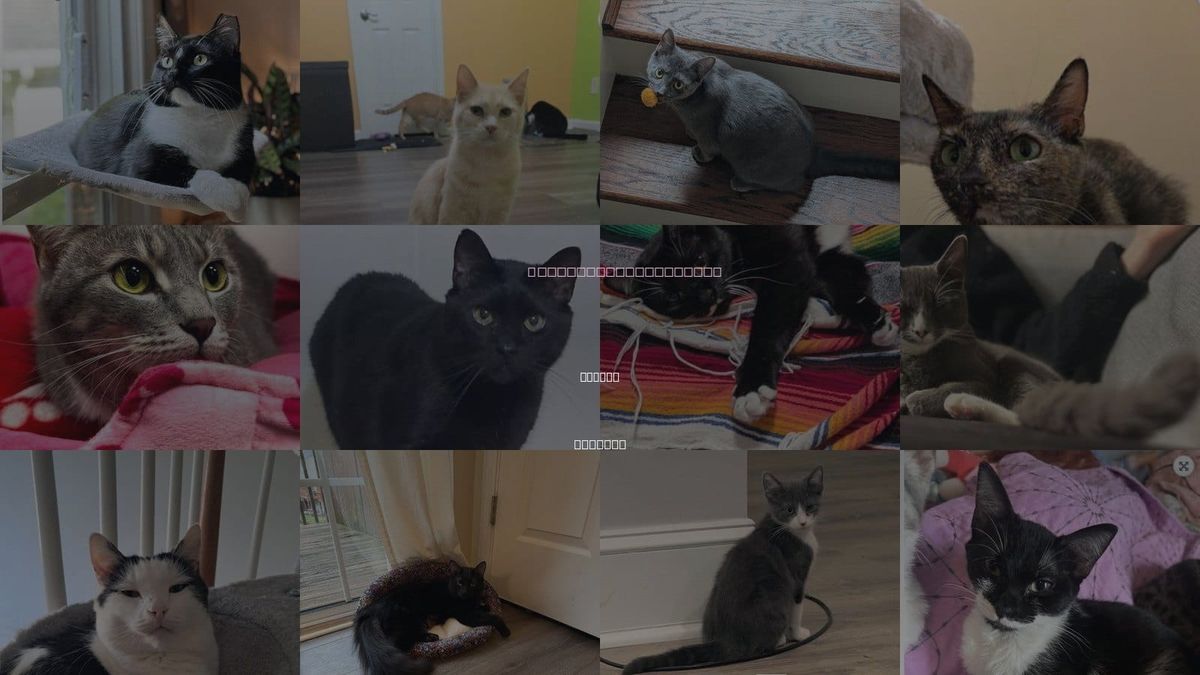 Cats for Adoption in Smyrna, Georgia