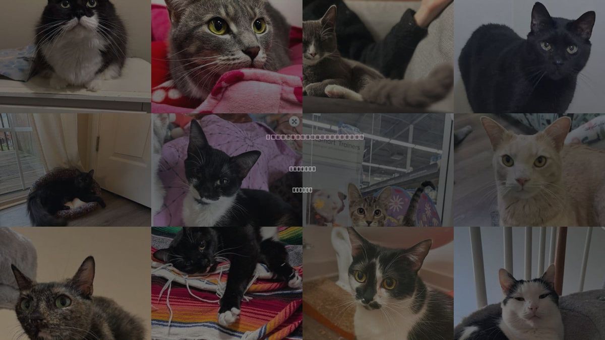 Cats for Adoption in Smyrna, Georgia