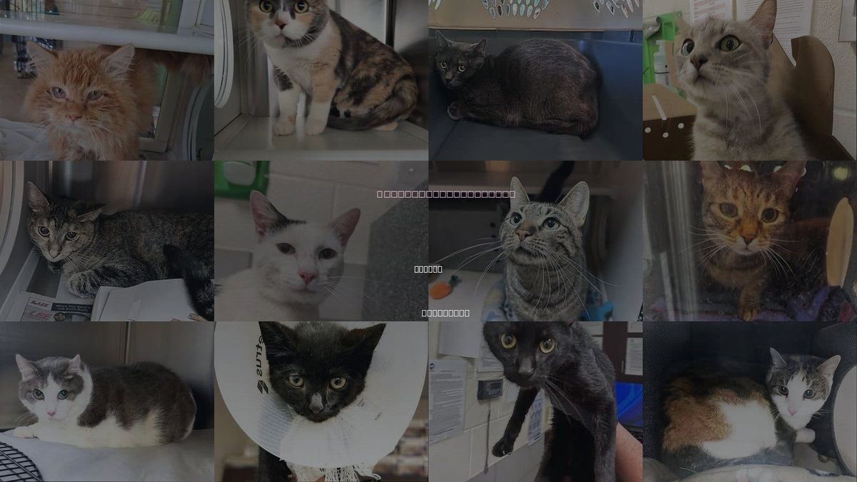Cats for Adoption in Smyrna, Tennessee