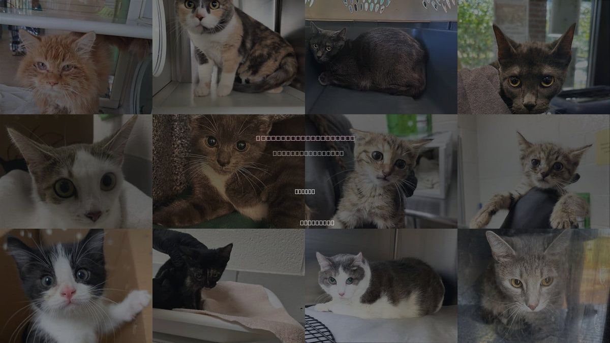 Cats for Adoption in Smyrna, Tennessee