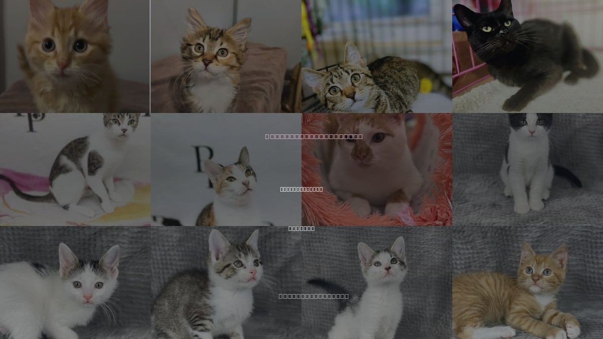 Cats for Adoption in Social Circle, Georgia