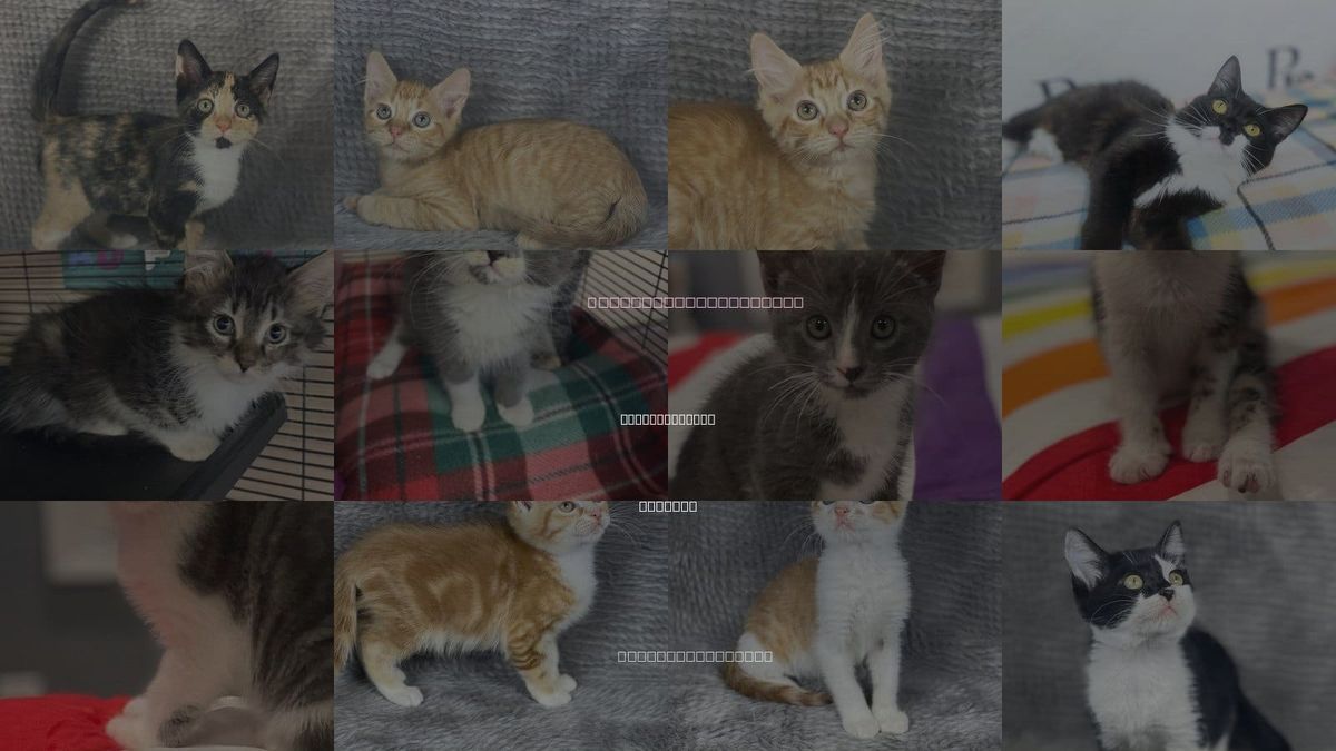 Cats for Adoption in Social Circle, Georgia
