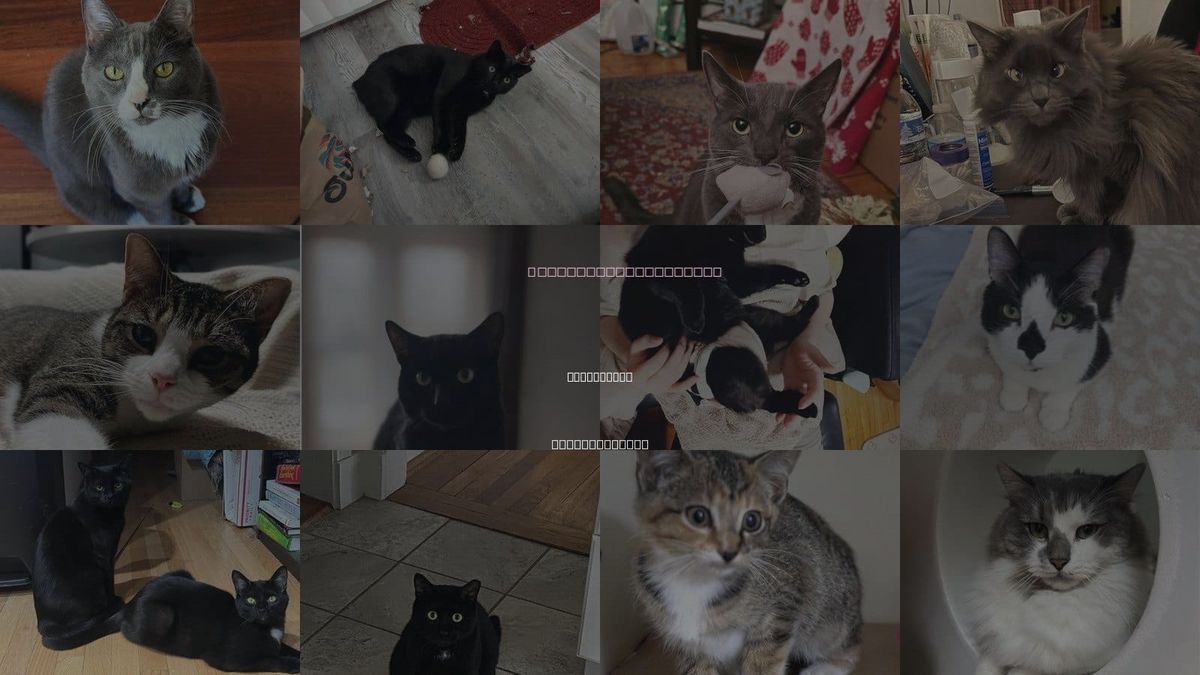 Cats for Adoption in Somerville, Massachusetts