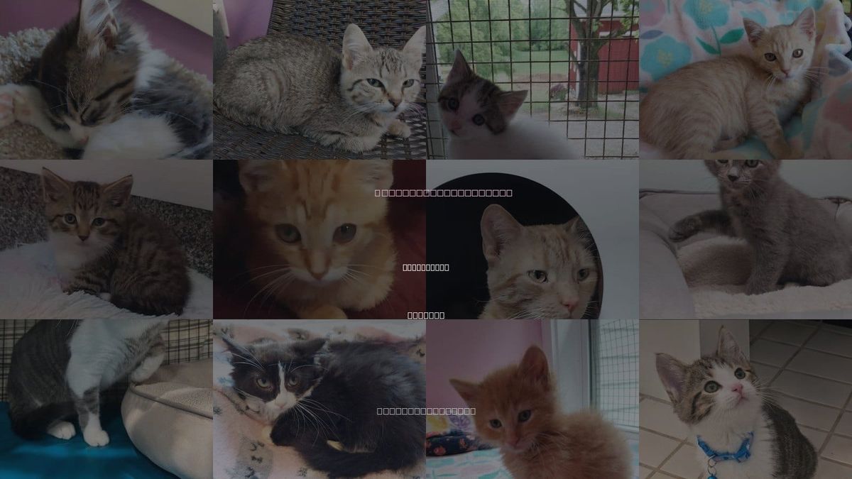 Cats for Adoption in South Bend, Indiana