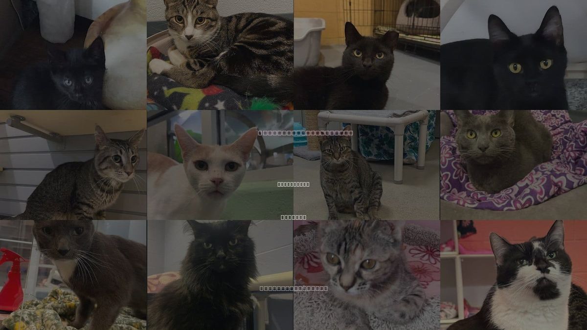 Cats for Adoption in South Bend, Indiana