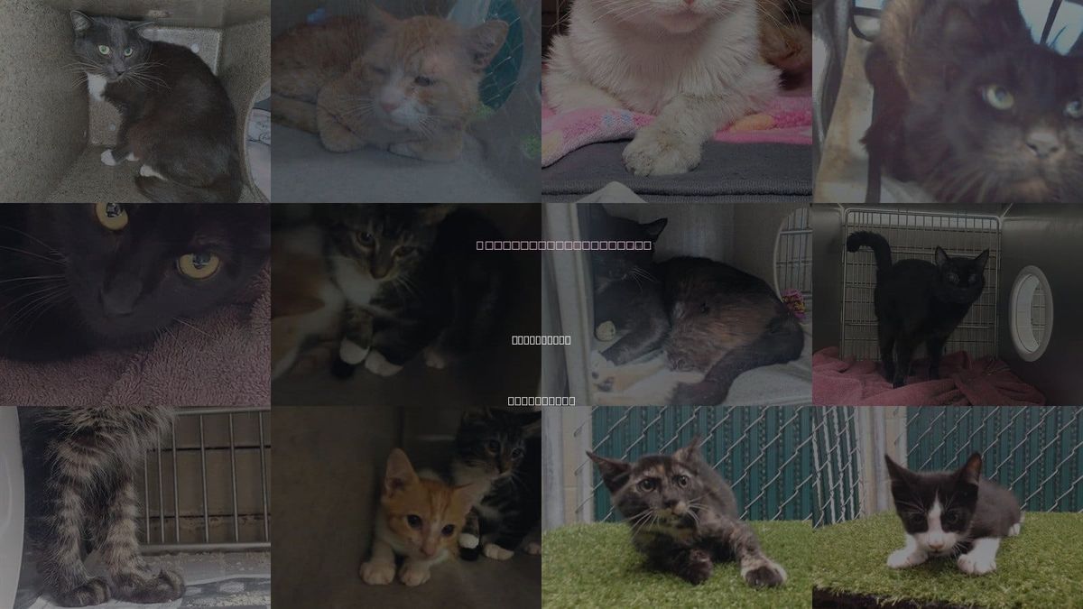 Cats for Adoption in South Gate, California