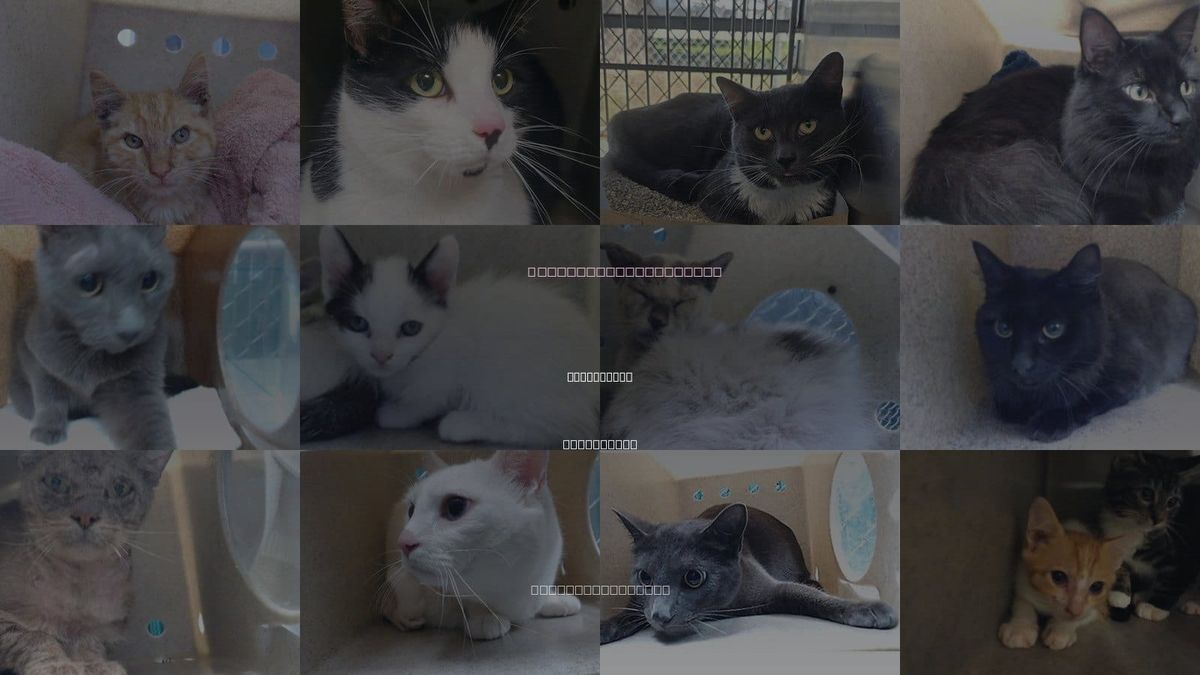 Cats for Adoption in South Gate, California