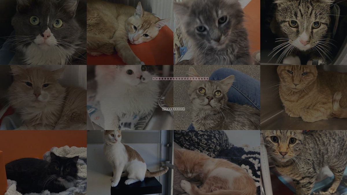 Cats for Adoption in South Jordan, Utah