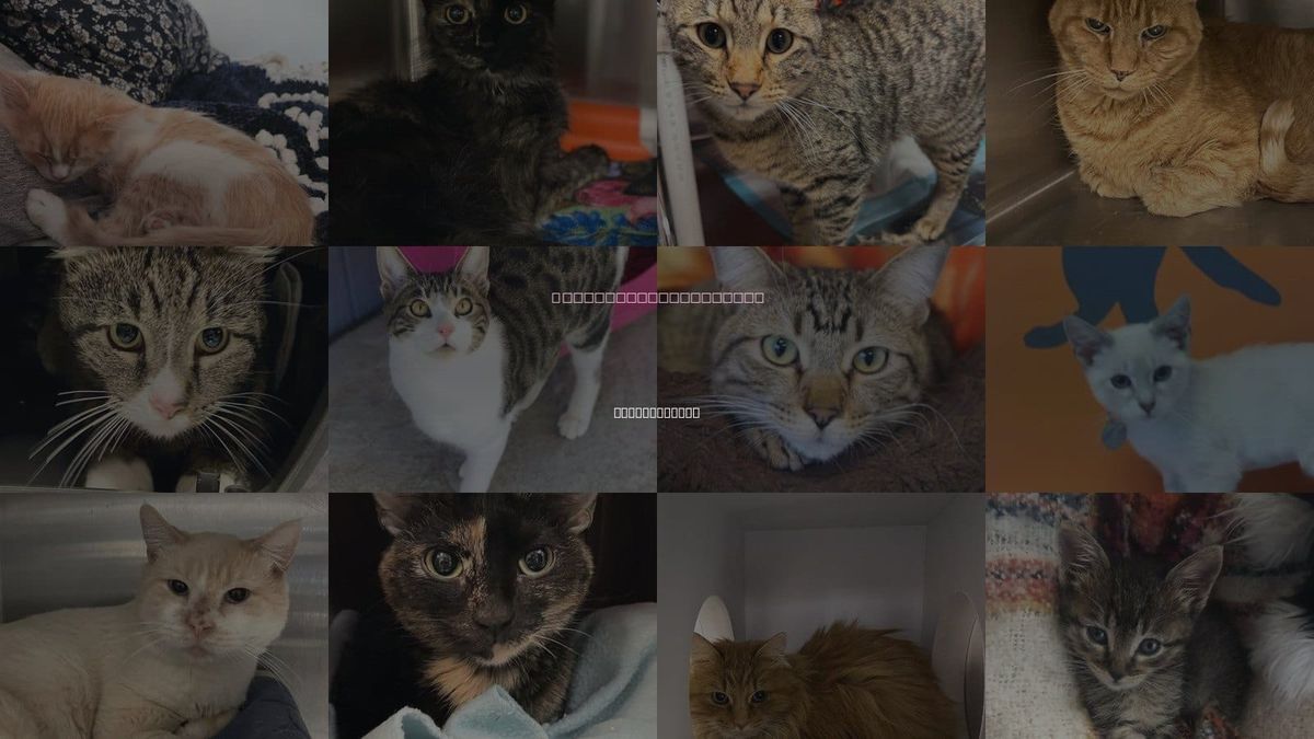 Cats for Adoption in South Jordan, Utah