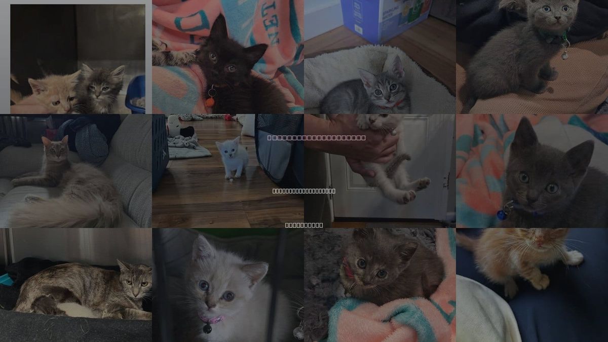Cats for Adoption in South San Francisco, California
