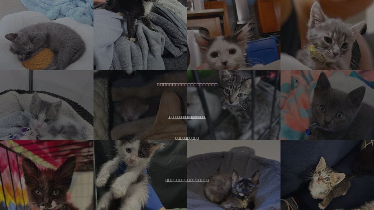 Cats for Adoption in South San Francisco, California