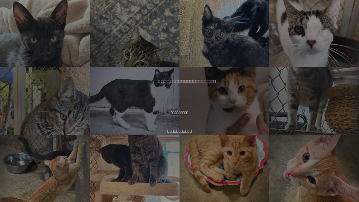 Cats for Adoption in Southaven, Mississippi