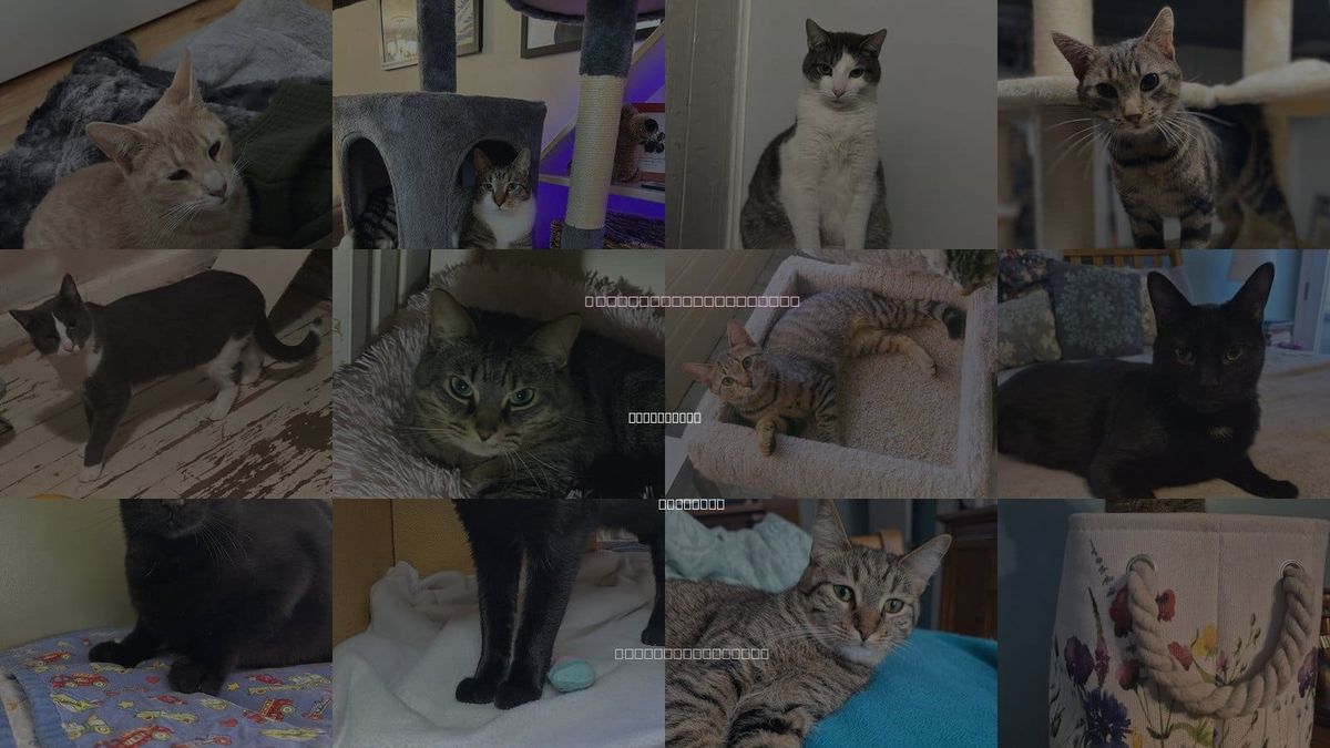 Cats for Adoption in Southfield, Michigan