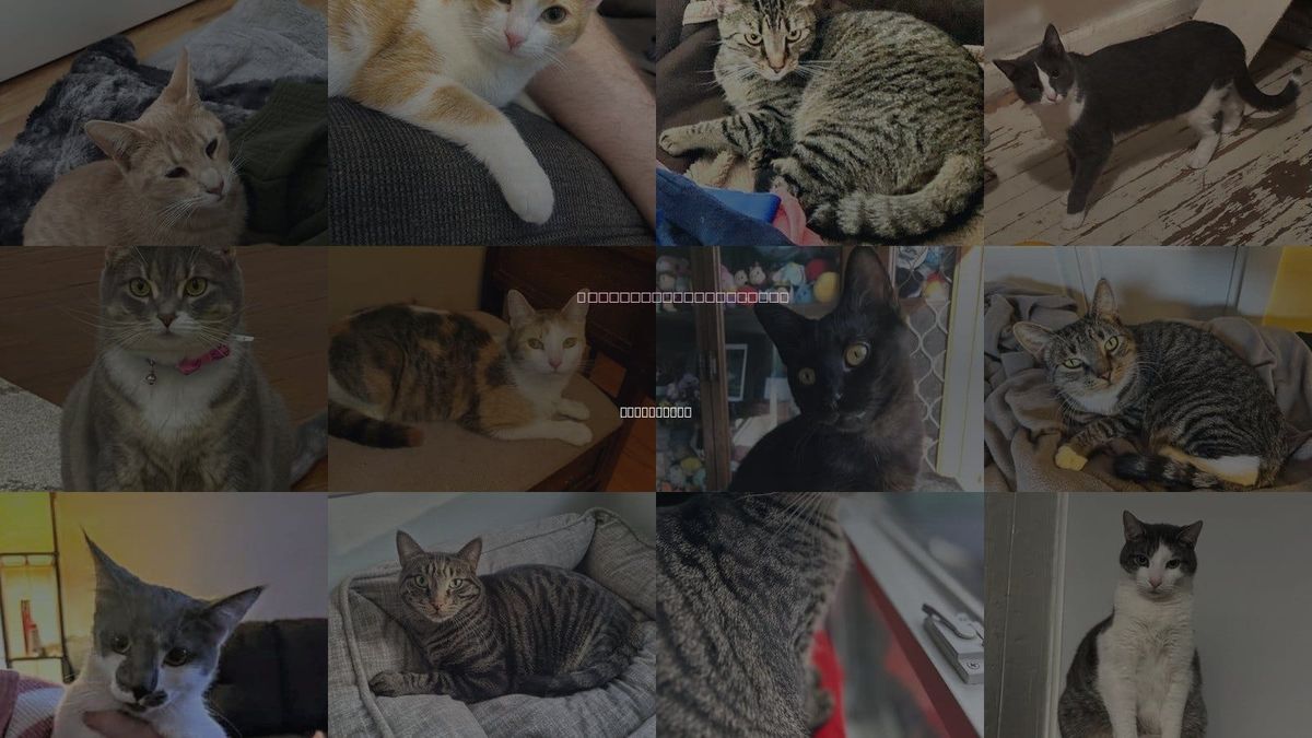 Cats for Adoption in Southfield, Michigan