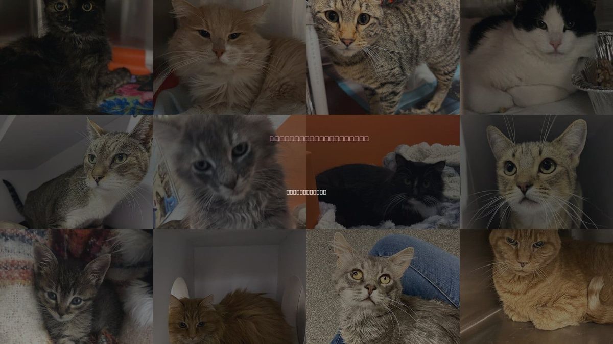 Cats for Adoption in Spanish Fork, Utah