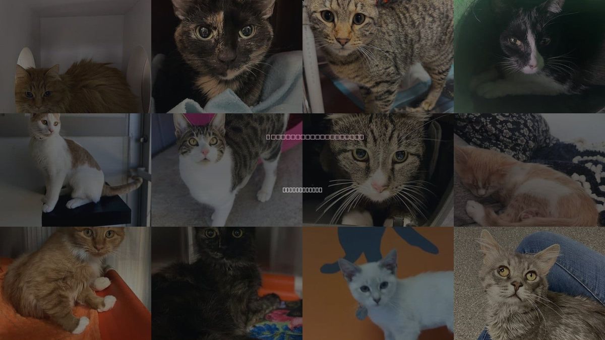 Cats for Adoption in Spanish Fork, Utah