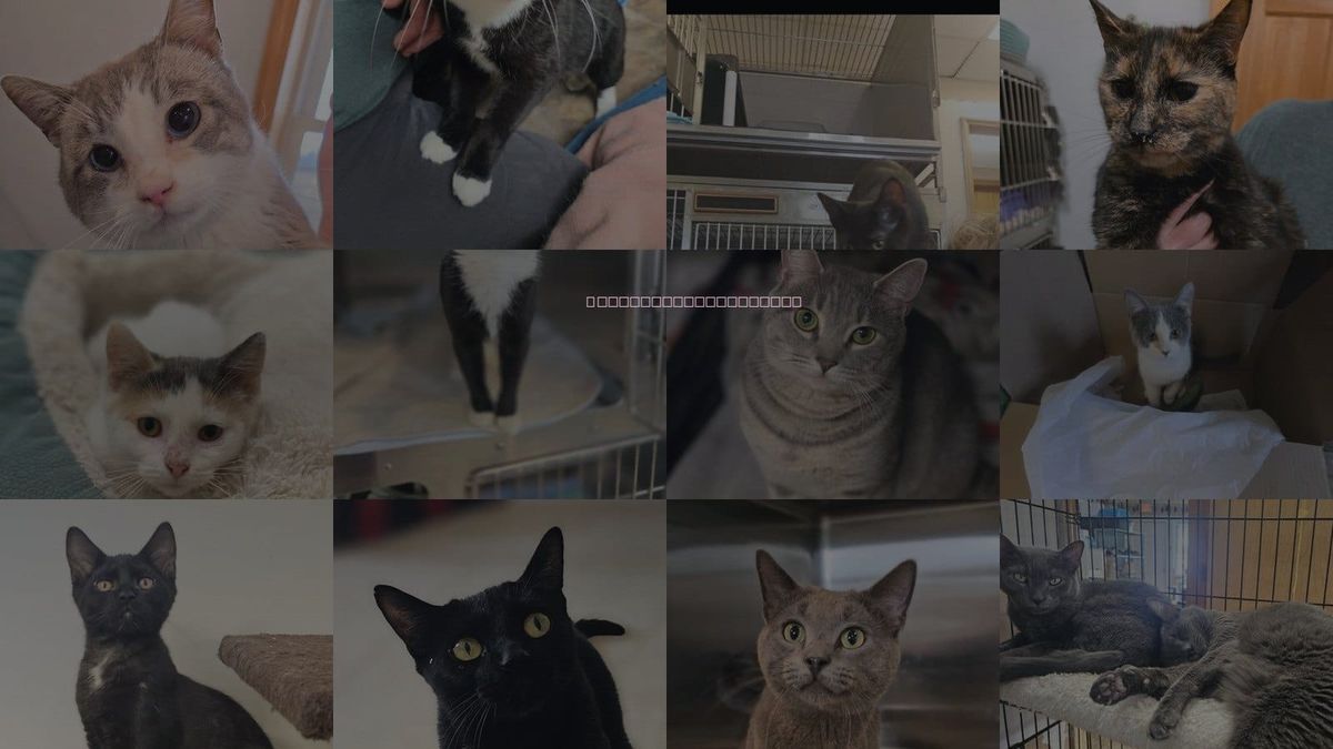 Cats for Adoption in Sprakers, New York