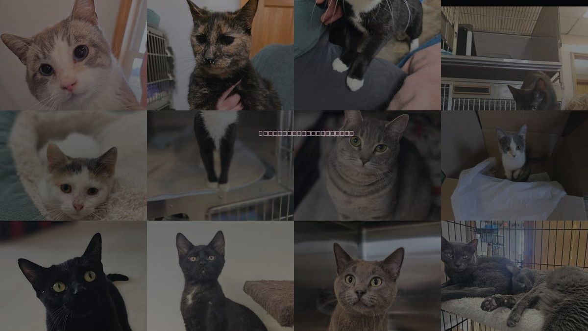 Cats for Adoption in Sprakers, New York