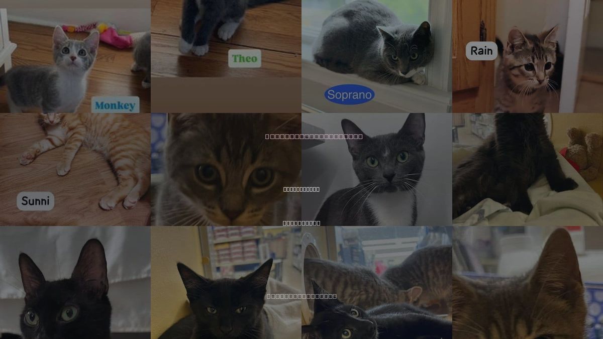 Cats for Adoption in Spring Lake, New Jersey