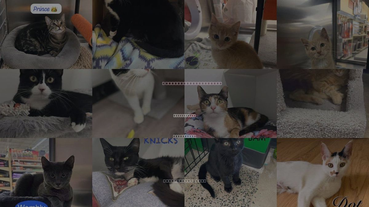 Cats for Adoption in Spring Lake, New Jersey