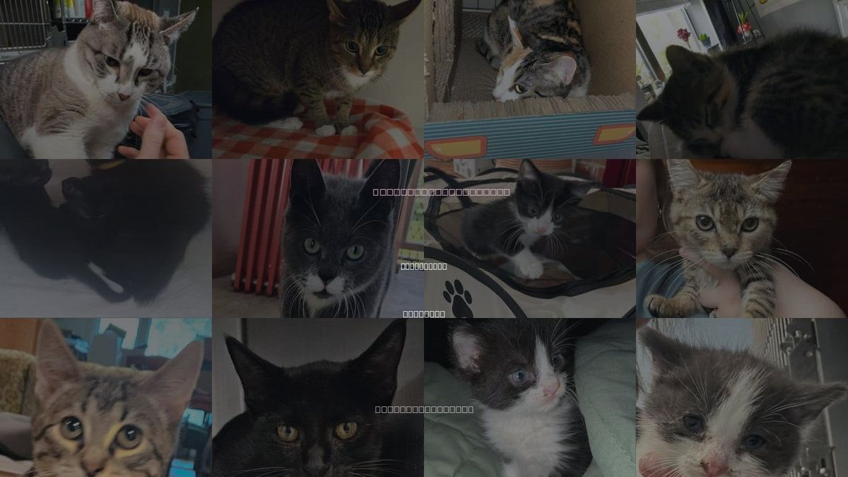 Cats for Adoption in Springdale, Arkansas