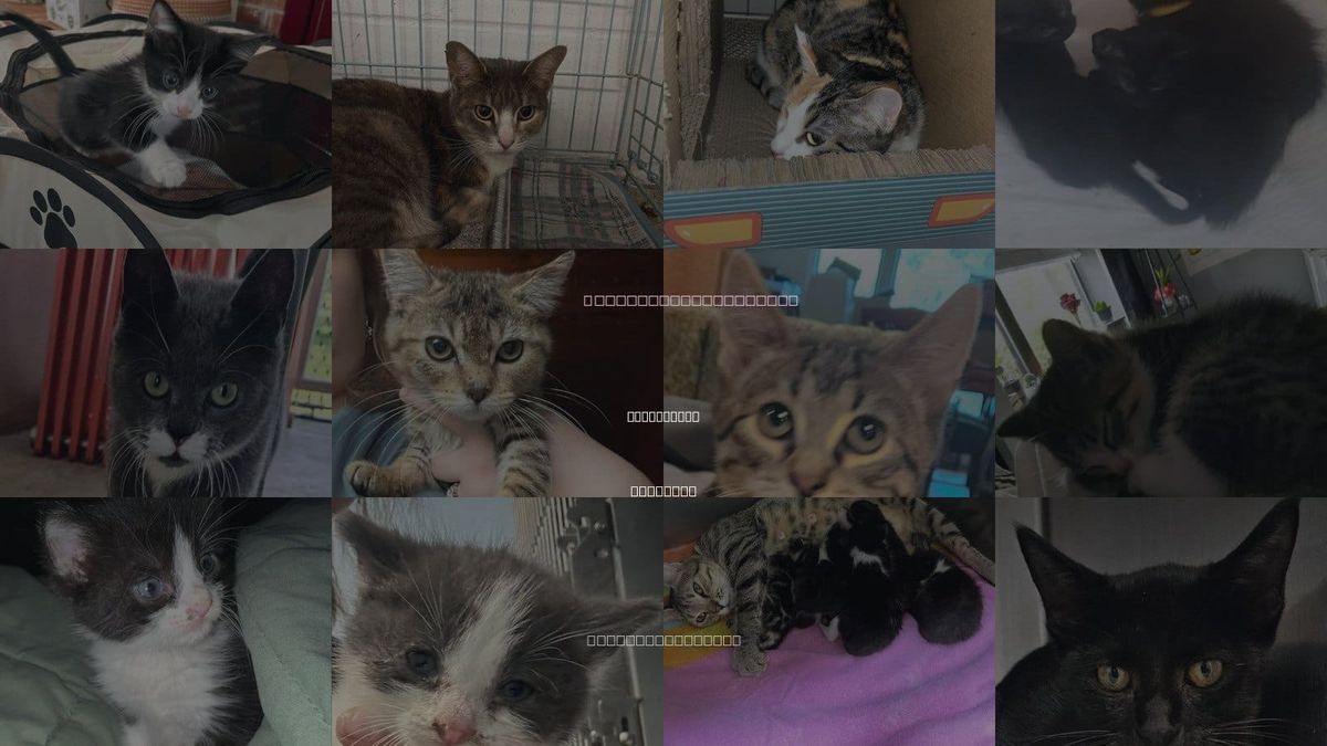 Cats for Adoption in Springdale, Arkansas