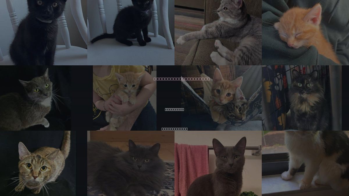 Cats for Adoption in Springdale, Pennsylvania