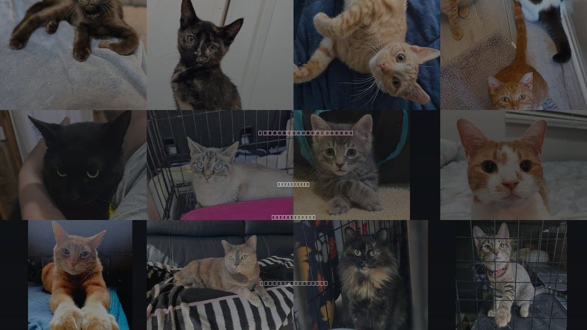 Cats for Adoption in Springdale, Pennsylvania