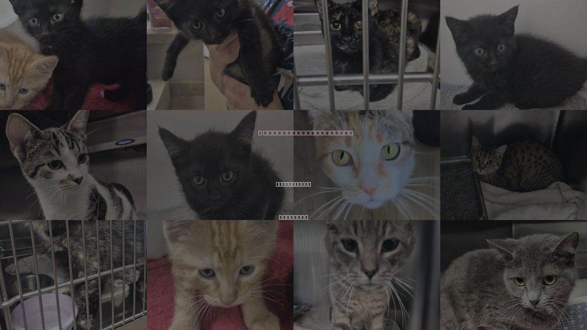 Cats for Adoption in Springfield, Illinois