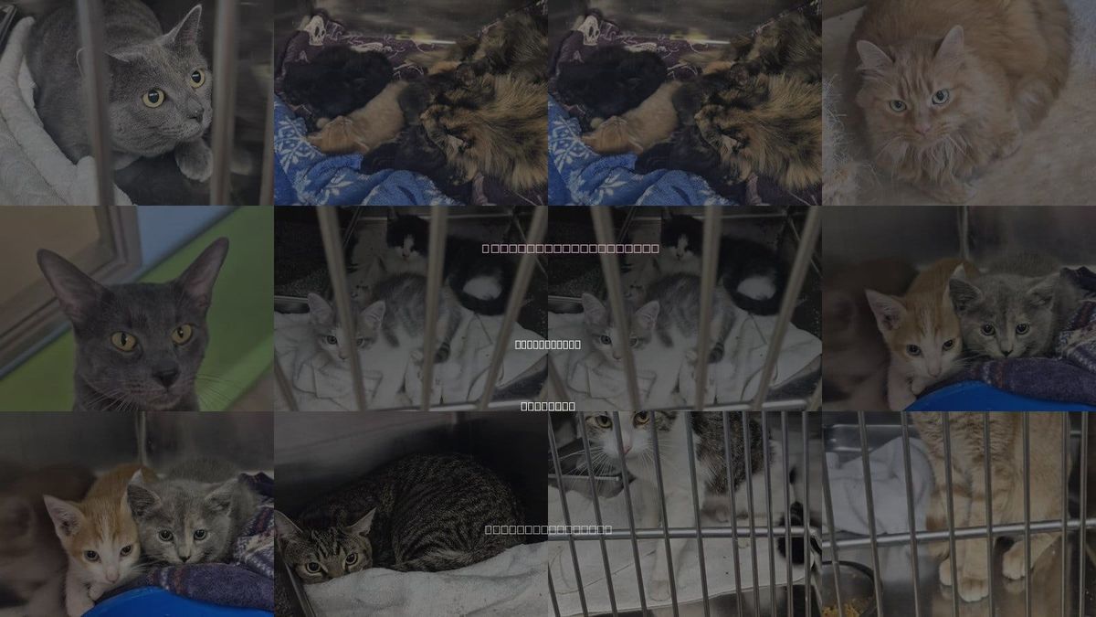 Cats for Adoption in Springfield, Illinois