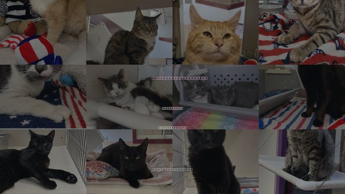 Cats for Adoption in Springfield, Massachusetts