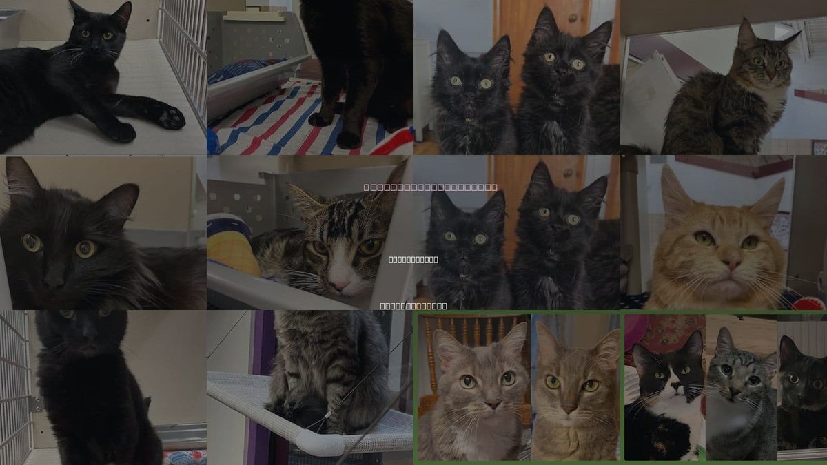 Cats for Adoption in Springfield, Massachusetts