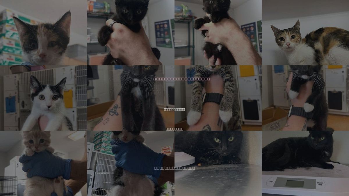 Cats for Adoption in Springfield, Missouri