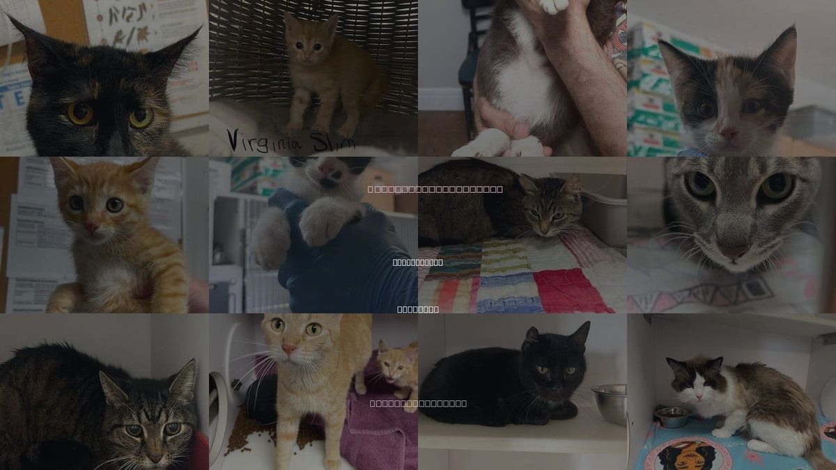 Cats for Adoption in Springfield, Missouri