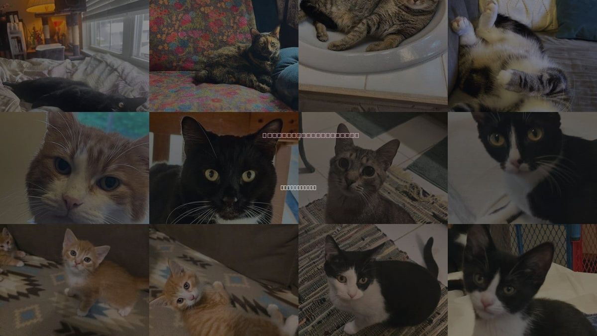Cats for Adoption in Springfield, Ohio