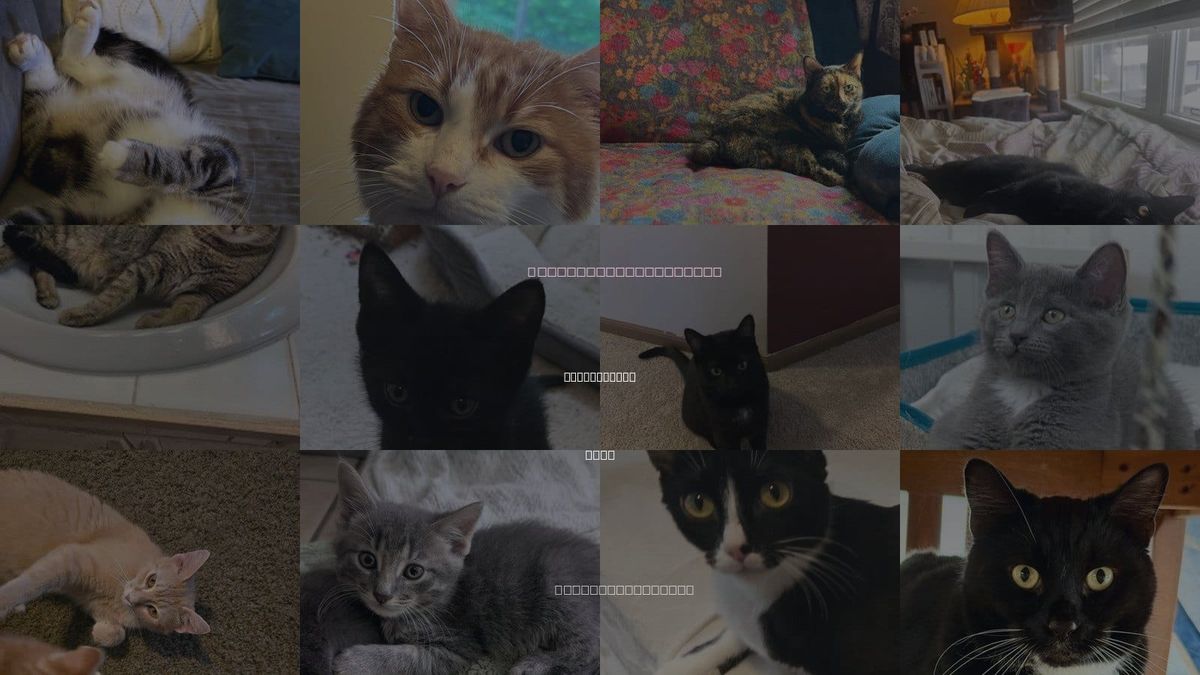 Cats for Adoption in Springfield, Ohio