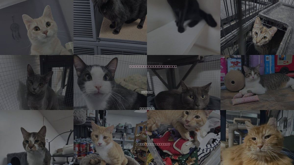 Cats for Adoption in St. Ann, Missouri